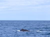 Albums/20060200-New Zealand 2006/20060318-Kaikiura/42